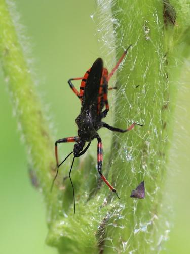 Réf. 204 116 : Rhynocoris annulatus